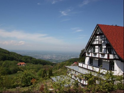 Foto: Gr&amp;uuml;ner Baum